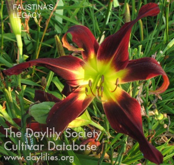 Daylily Faustina's Legacy